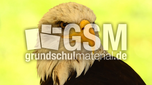 Weißkopf-Seeadler (10).jpg